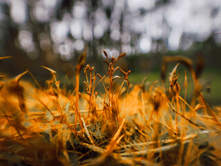 grass in autumn
