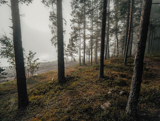 morning in the woods