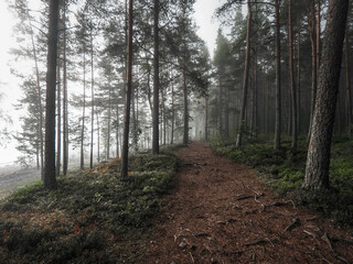 path in the woods