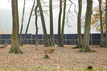 Bison and deer farm in the Historical Park of Pszczyna in Poland © Patrycja