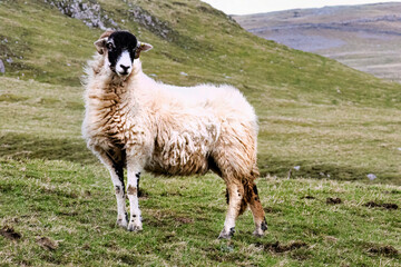 Dalesbred sheep