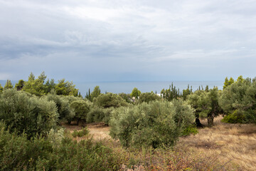 Fototapeta na wymiar Landscape Harvest ready to made extra virgin olive oil.