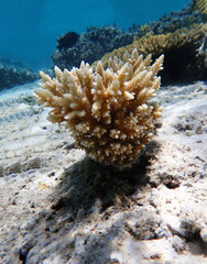 Acropora short polyp stony coral, underwater photo into the Red sea