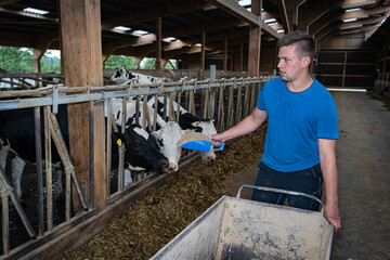 Auszubildener in einem Rinderzuchtbetrieb füttert die Rinder zusätlich mit Mehl, dieses holt er aus einer Karre und verteilt es mit einer Handschaufel über die Silage.