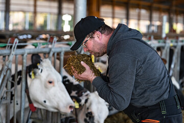 Ein Landwirt prüft den Geruch seiner Silage vor einem Fressgitter eines modernen Rindviehstalles.
