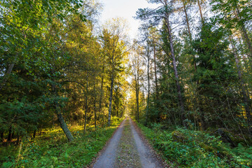Fototapeta na wymiar Gravel road in the forest. Jakobstad/Pietarsaari, Finland. 