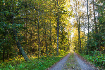 Gravel road in the forest. Jakobstad/Pietarsaari, Finland. 