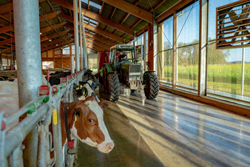 Moderne Landwirtschaft, Fütterung der Kühe, mit einem Futterwagen, in einem modernen Boxenlaufstall. © Countrypixel