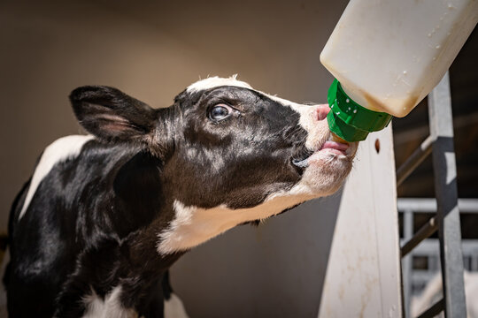 Kleines Kalb wird mit der Milchflasche gef&uuml;ttert.