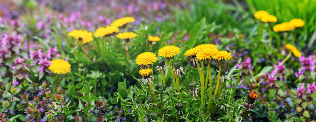 Yellow dandelion flowers in a meadow in sunny weather