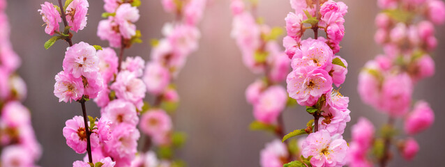 Naklejka premium Sakura flowering. Large lush sakura flowers on a tree on a dark background in red tones in sunny weather