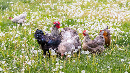 Cock and chickens in the garden among the green grass and white dandelions