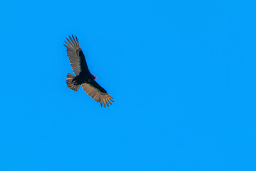 Fototapeta premium Turkey vulture in flight