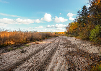 Naklejka premium road in autumn