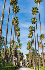 Viale con palme nel parco di Villa Giulia, città di Palermo IT