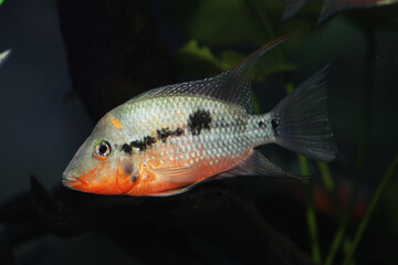 Fire mouth Cichlid (Thorichthys meeki) 