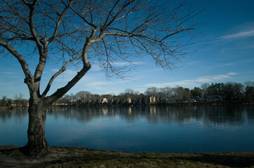 tree on the lake