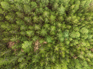 Pinewood. Top view. Green