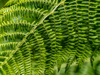 A leaf of a fern plant, a close-up shot. Beautiful plant, macro photo. Green fern plant in close up