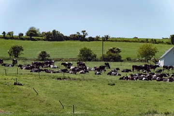 Foto op Plexiglas A herd of cows in a paddock on a sunny spring day. Animals on the farm field, pasture. Agricultural landscape. White and black cow on green grass field © Oleksii
