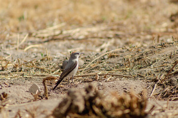 red backed shrike