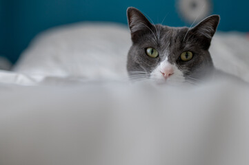 Portrait of a young gray cat indoors