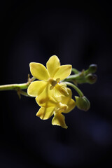 Yellow Vanda orchid flower or Taprobanea spathulata