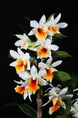 Beautiful orchid flower Dendrobium Christy Dawn