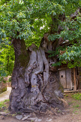 millennial chestnut tree in the countryside