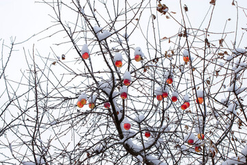 Winter apples tree. Winter day in the orchard. On the branches of the trees there are red, unpicked apples.