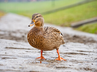 duck in the park