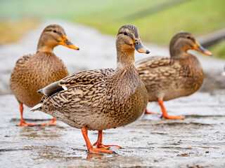duck