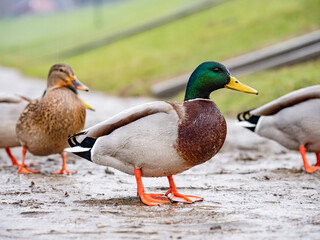 duck in the park