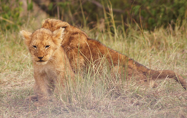 Lion cub in Masai Mara, Kenya