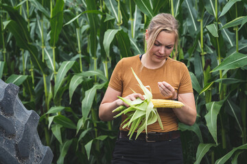 Junge Landwirtin prüft einen Maiskoben, Maispflanzen und Kolben sind gut gewachsen.