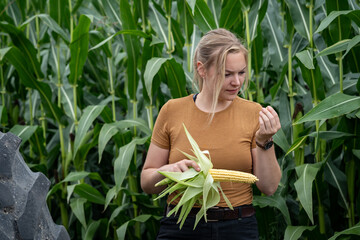 Junge Landwirtin prüft einen Maiskoben, Maispflanzen und Kolben sind gut gewachsen.