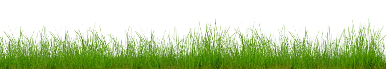 green grass isolated