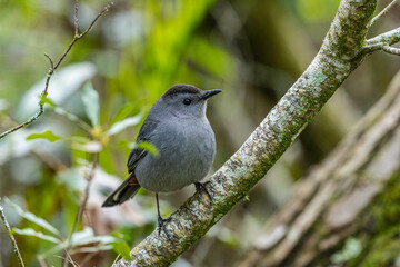 gray catbird on a branch
