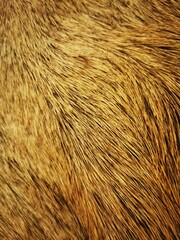 brown texture of fox fur