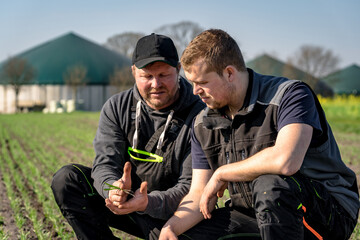 Überprüfung des junges, grünes Getreide auf einem Feld, durch zwei Landwirte.