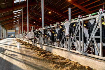 Milchkühe im von der Morgensonne erleuchteten modernen Kuhstall blicken durch das Fressgitter.