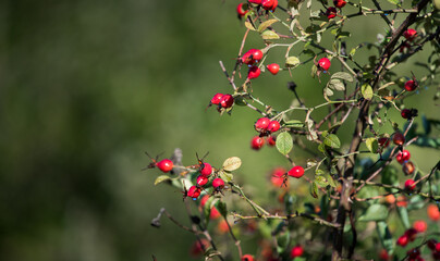 Sweet briar. Red berries on a Autumn sunny day.	