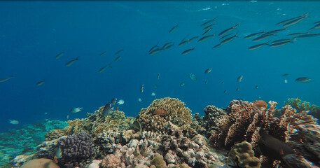Korallenriff mit Fischen im Meer