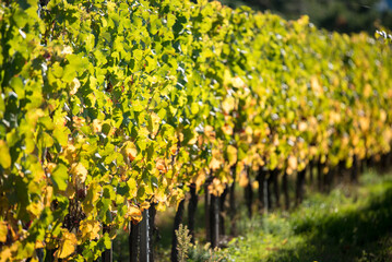 Bright autumn yellow vine leaves in a vineyard in warm sunlight. Winemaking and organic fruit horticulture. Close. selective focus.