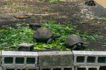 Mauritius giant land turtles young in green forest setting conservation nursery, Mauritian Native Wildlife.