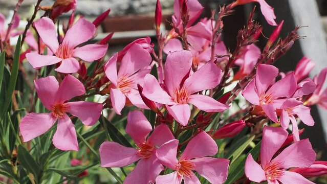 (Nerium oleander) Oleander oder Rosenlorbeer