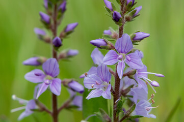 Close up of heath speedwell (veronica officinalis) flowers in bloom