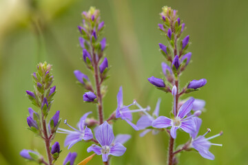 Close up of heath speedwell (veronica officinalis) flowers in bloom