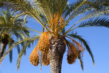 Dattelpalmen an der Strandpromenade in Lloret de Mar, Costa Brava, Spanien