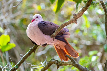 Mauritian pink pigeon perched nesting in dense forest foliage showing pink chest and tail feathers